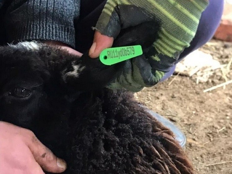 Ветеринары Калмыкии проводят плановые мероприятия