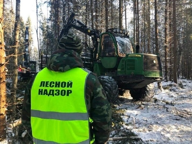 В Ярославской области лесозаготовитель заплатит 7 миллионов рублей за уничтожение подлеска.