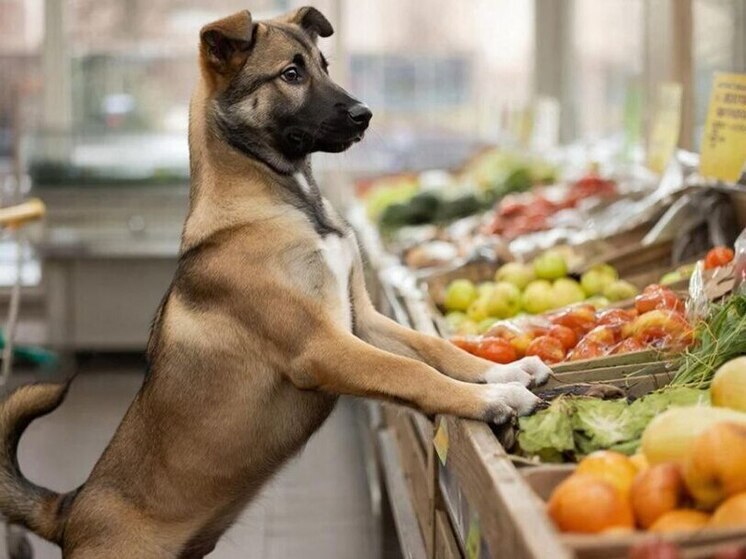 В Ярославле друг заступился за даму с собачкой и стал фигурантом уголовного дела