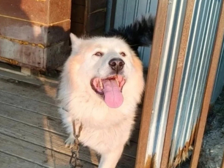 Пёс с ампутированной лапой ищет новых хозяев после двойного предательства на Сахалине