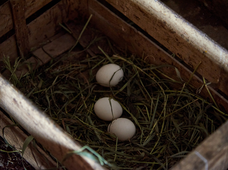 Новосибирская область наращивает экспорт куриных яиц в Монголию