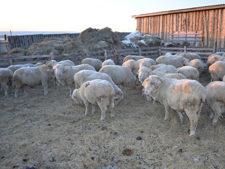 Почти 10 млн рублей дополнительно выделили Забайкалью на грант «Агростартап»