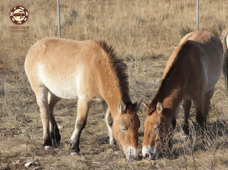  Ровно месяц хакасские степи обживают краснокнижные лошади
