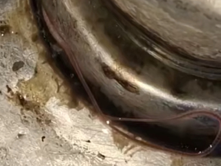 В барнаульской гимназии школьники нашли червей в питьевом фонтанчике