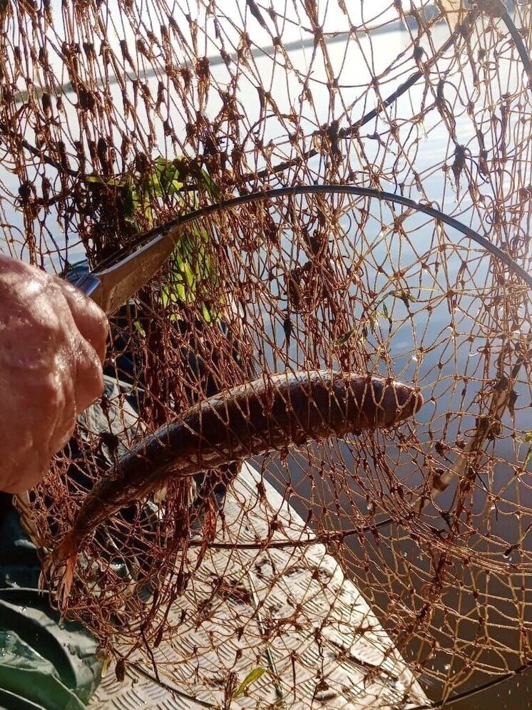 Более 400 брошенных сетей извлечено из томских рек в 2025 году