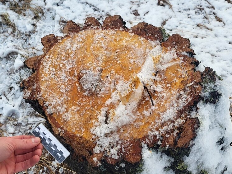 Нашли по следам от колес. Житель Алтайского края нарубил берез на 200 тысяч рублей