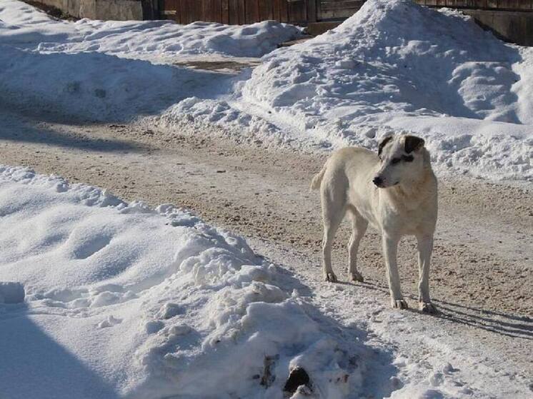Прокуратура помогла ребёнку из Парабели получить компенсацию за укус бродячей собаки