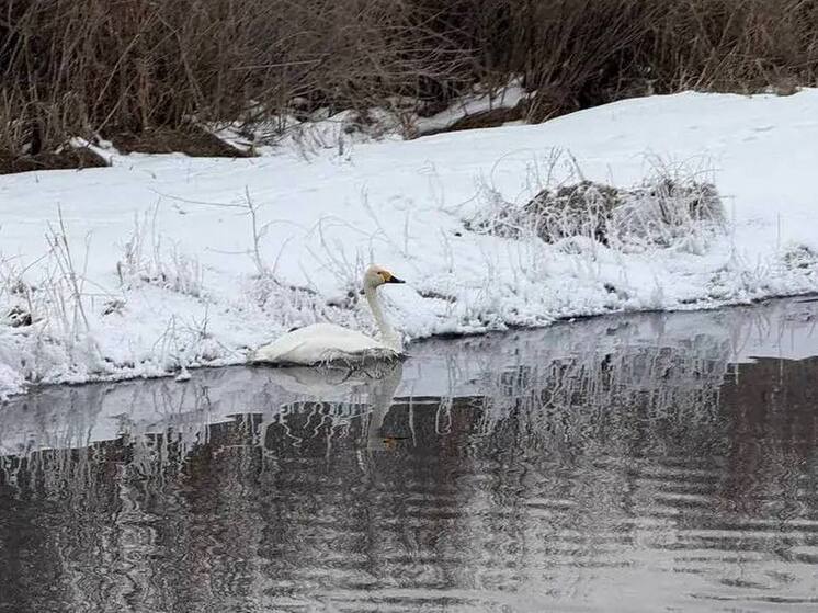 В Бурятии сегодня началась операция по спасению лебедя на озере Цайдам