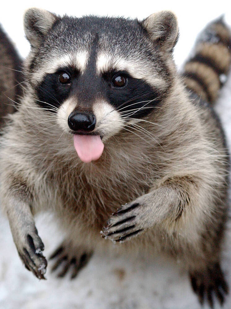 Frontiers: самоодомашнивание енотов в США привело к уменьшению объема их мозга