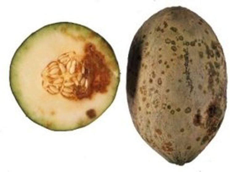 Курян предупредили об опасной карантинной болезни тыквенных культур