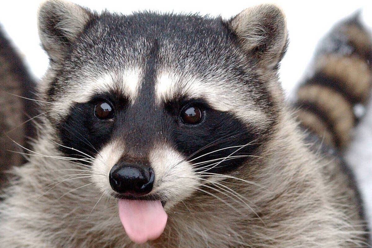 Объяснено, что городские еноты в одной стране начали меняться рядом с людьми