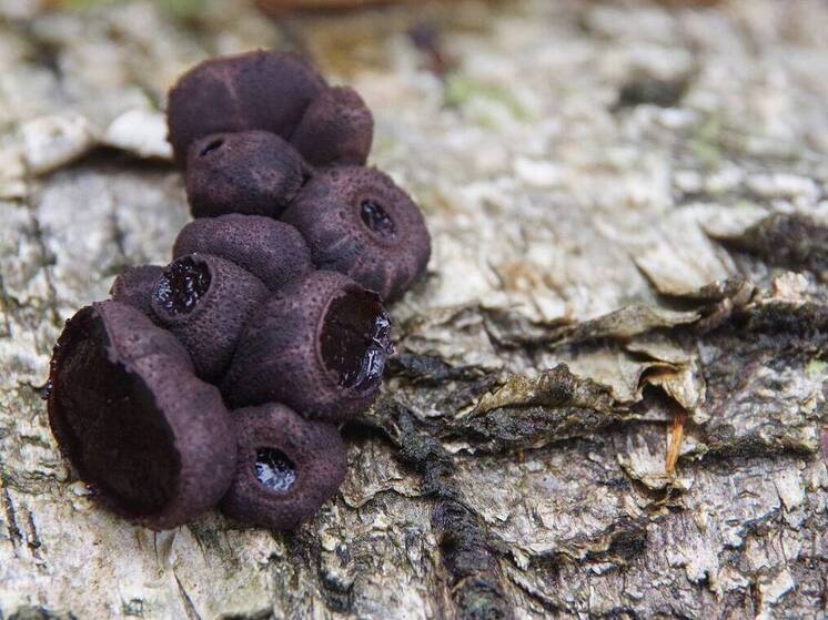 В Серпухове обнаружили редкий осенний гриб — Булгарию пачкающую