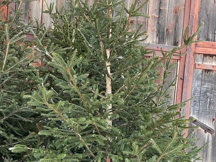 В Поморье запускают приём заявлений на заготовку новогодних деревьев