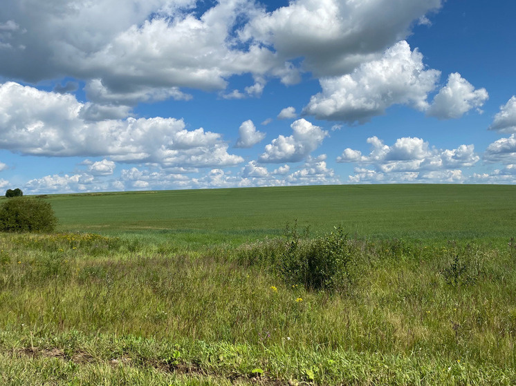 В Калуге разработали стратегию точечных мер в борьбе с борщевиком