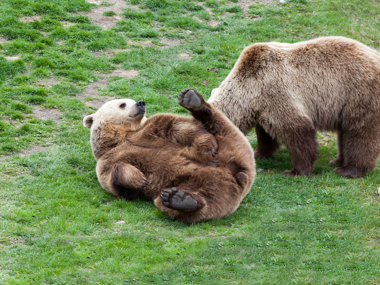 Цирку в Архангельской области вынесли предостережение за номер с медведем