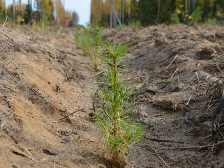 Лучше всего с программой лесовосстановления в Костромской области справляется Октябрьский район