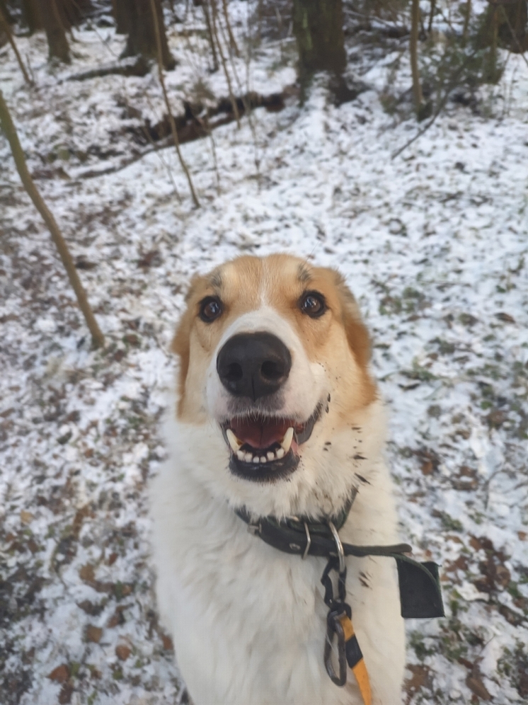 Волонтеры просят воды для животных