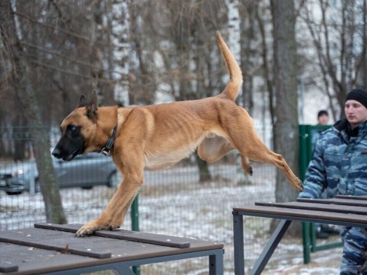 Новую площадку для выгула собак открыли в парке у кировской филармонии