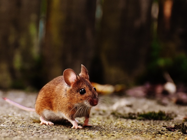 В Арзамасе растёт заболеваемость мышиной лихорадкой