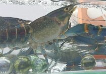 Они оказались единственной живой биомоделью на Конгрессе молодых учёных