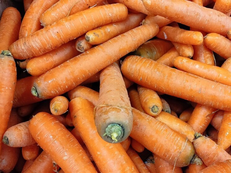 Новгородские аграрии вырастили более 32 тысяч тонн моркови