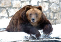 В Японии фиксируется рекордная волна нападений медведей на людей