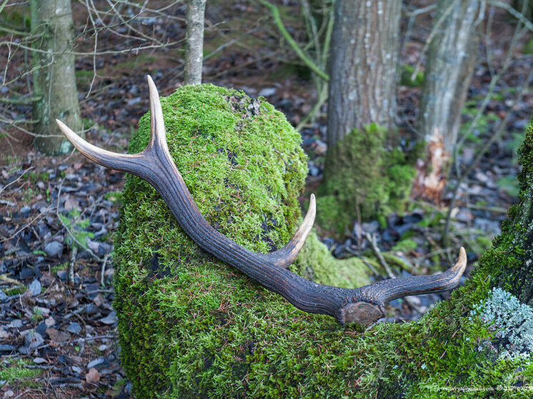 Ивановцев испугали рога, найденные в лесу