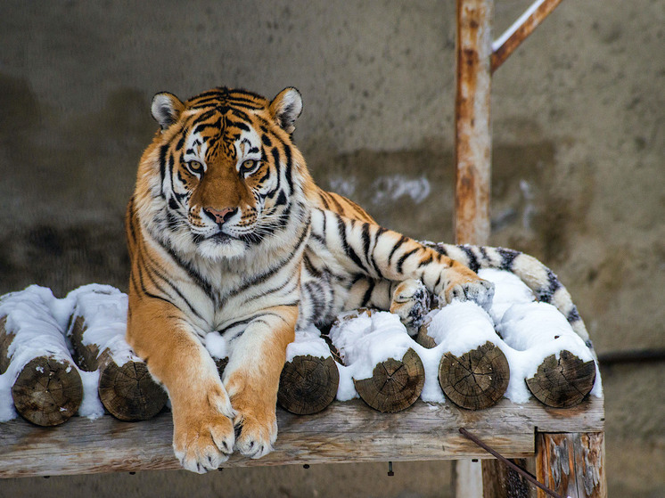 В Челябинском зоопарке закрыли доступ к вольерам тигров