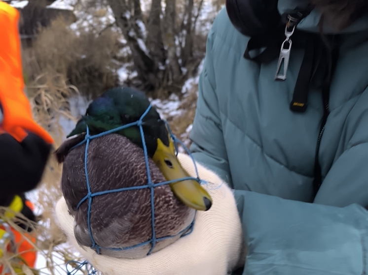 В Кобрино помогли раненому селезню