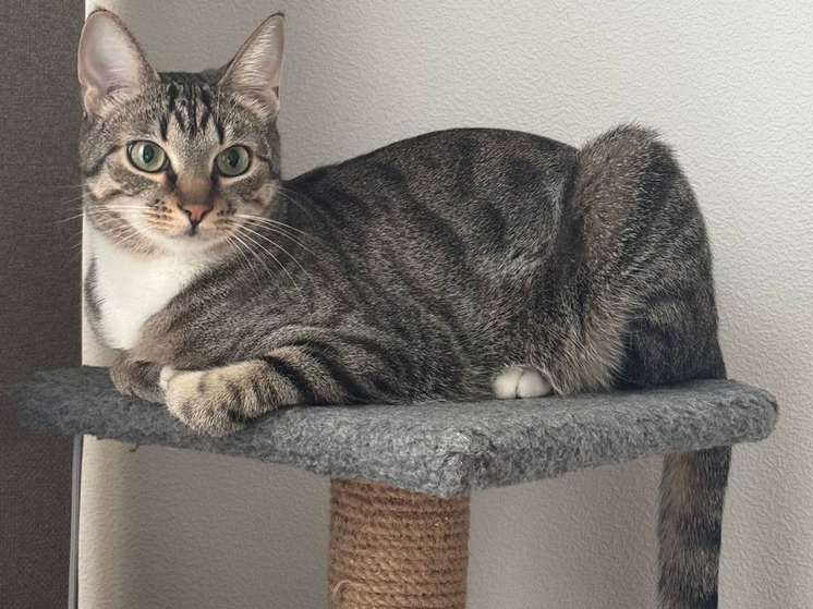 Зоопсихолог Капустина: запах цитрусовых раздражает слизистую носа кошек