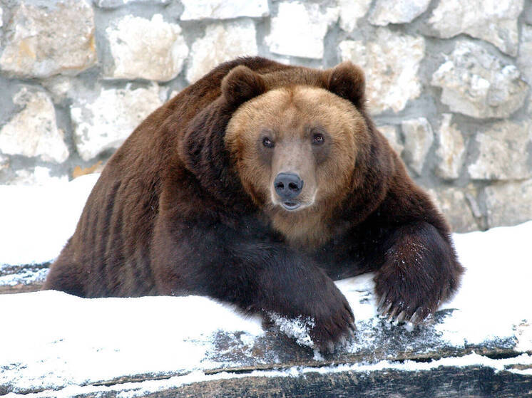 Медведь напал на мужчину в общественном туалете