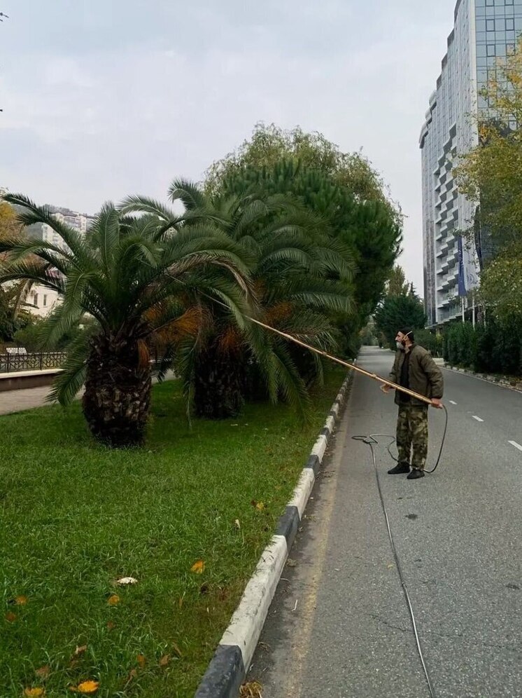 В Сочи завершают плановую обработку пальм от вредителей