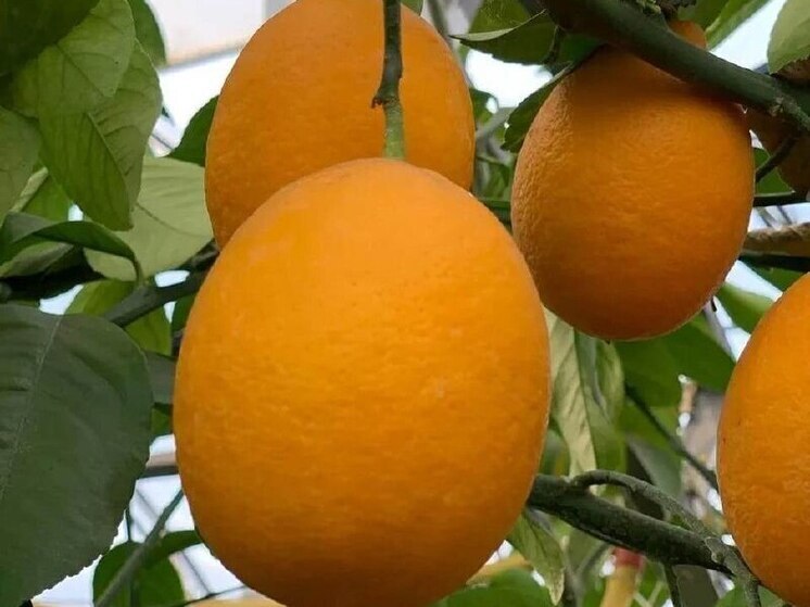 Русский цитрус: в теплицах под Тамбовом зреет золотой урожай лимонов