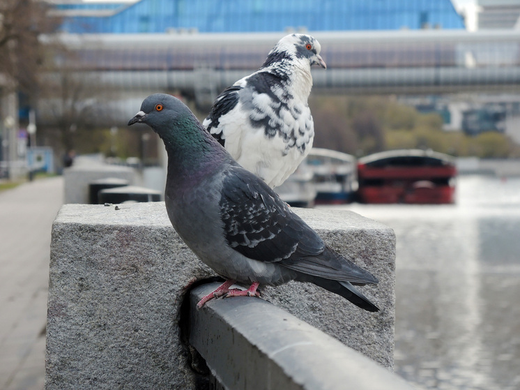 The Sun: в России создали эскадрильи голубей-шпионов с чипами в мозге