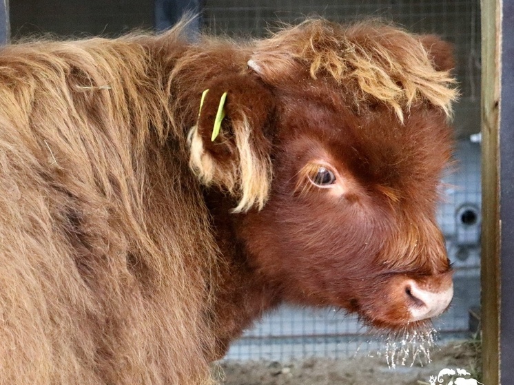 В Ярославском зоопарке нового бычка поселили по соседству со львами