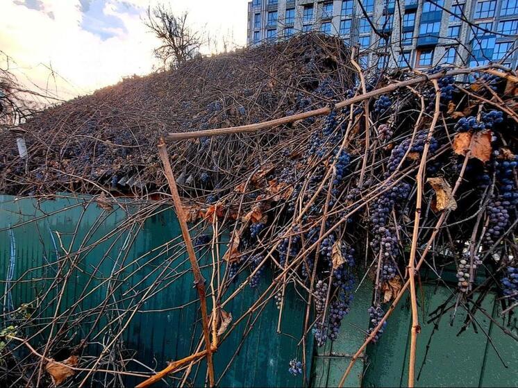 Такого нет даже в Тамани: в Рязани нашли виноградный дом