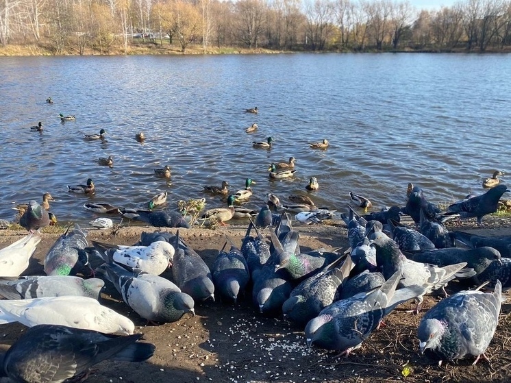 Рязанская область окажется на границе антициклона: что ждать от погоды