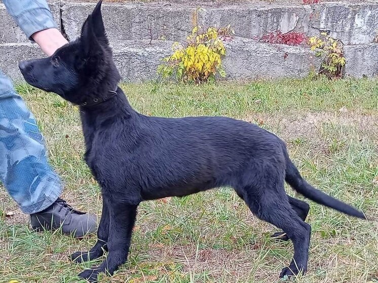 Семь щенков из саратовского УФСИН отправятся служить в ДНР