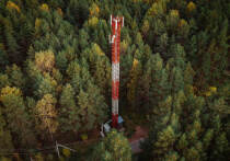 Новгородские леса защитили от пожаров благодаря системе видеонаблюдения