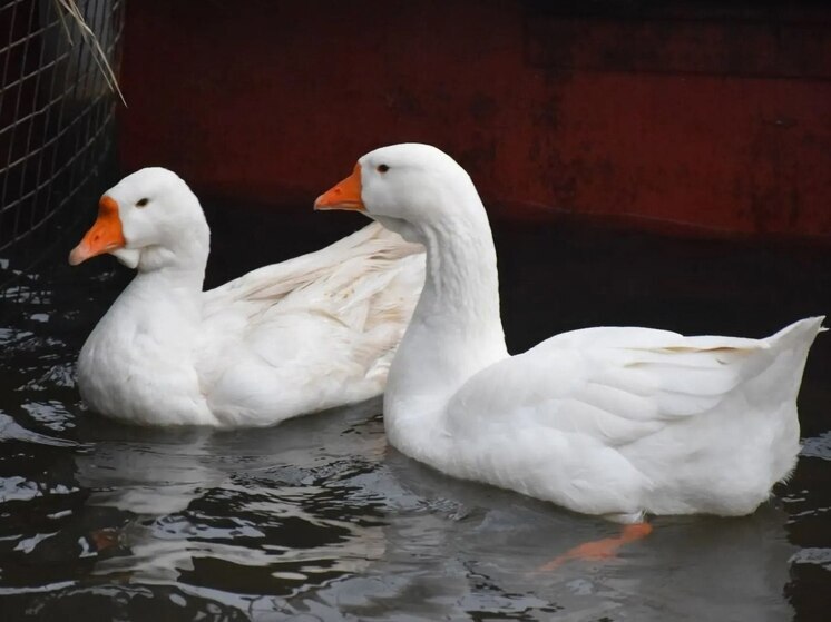 Знаменитые тамбовские гуси переехали в зимнюю квартиру в «Ромашково»