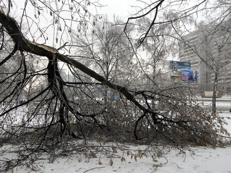 19-летней оренбурженке ампутировали ногу из-за упавшего на нее дерева