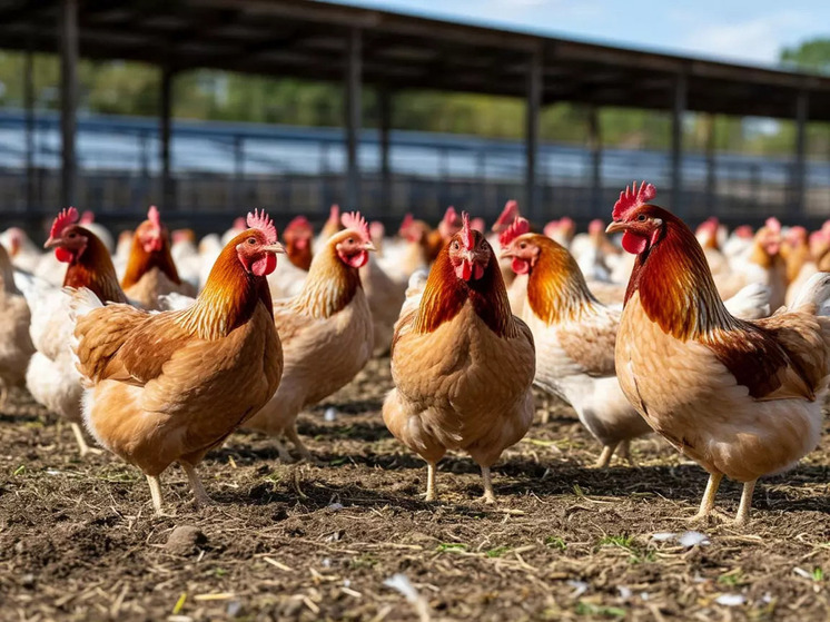 В Ростовской области птицефабрика в Белокалитвенском районе оказалась на грани закрытия
