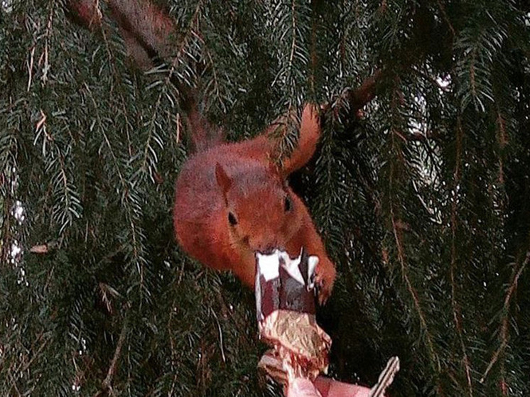У валдайских белок началась повышенная пищевая активность