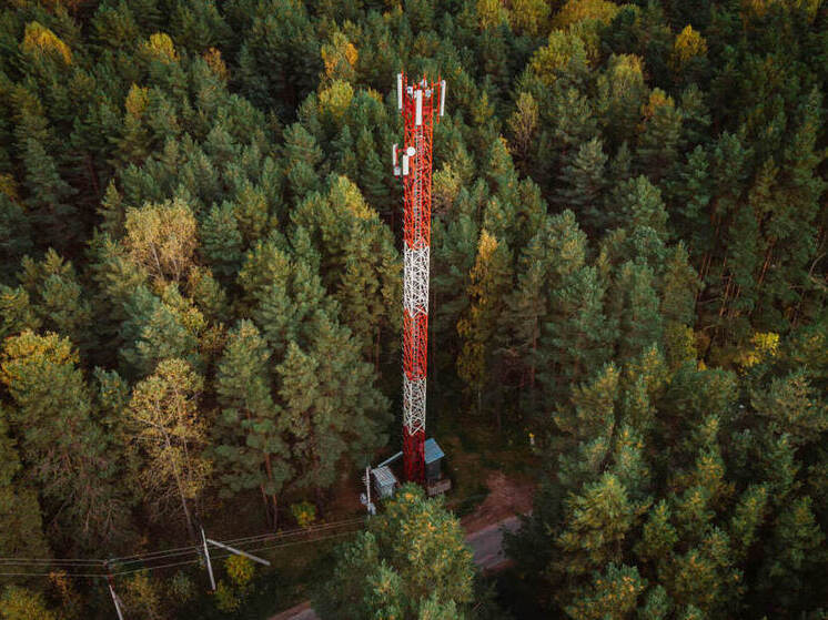 Новгородские леса защитили от пожаров благодаря системе видеонаблюдения