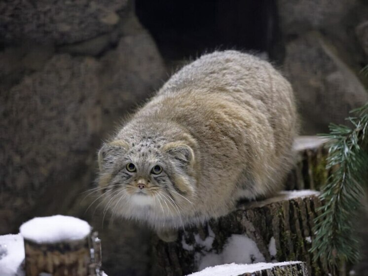 В Ленинградском зоопарке планируют «свадьбу» манула Шу в следующем году