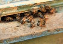 Несколько необычный способ получения биоактивного вещества стероидной природы нашли ученые Российского национального исследовательского медицинского университета имени Н