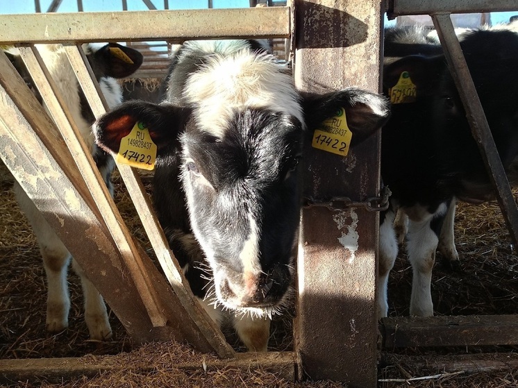 Самое вкусное молоко на Вологодчине делают в Тарногском округе