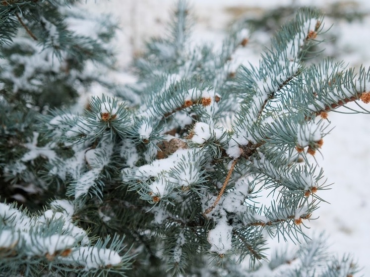 Когда ждать первый снег в Волгограде, рассказали синоптики