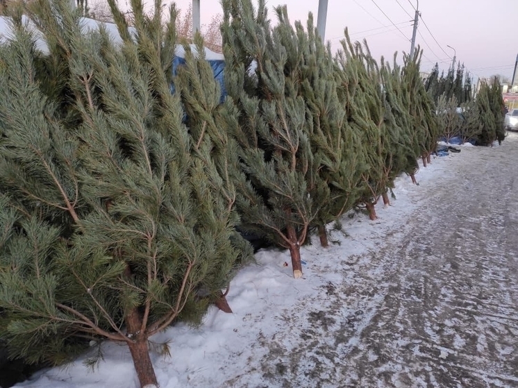 Карельское Минприроды анонсировало проведение аукциона по предоставлению прав на вырубку елей для праздников