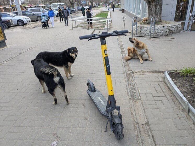 Жители воронежских Лисок шокированы действиями догхантеров